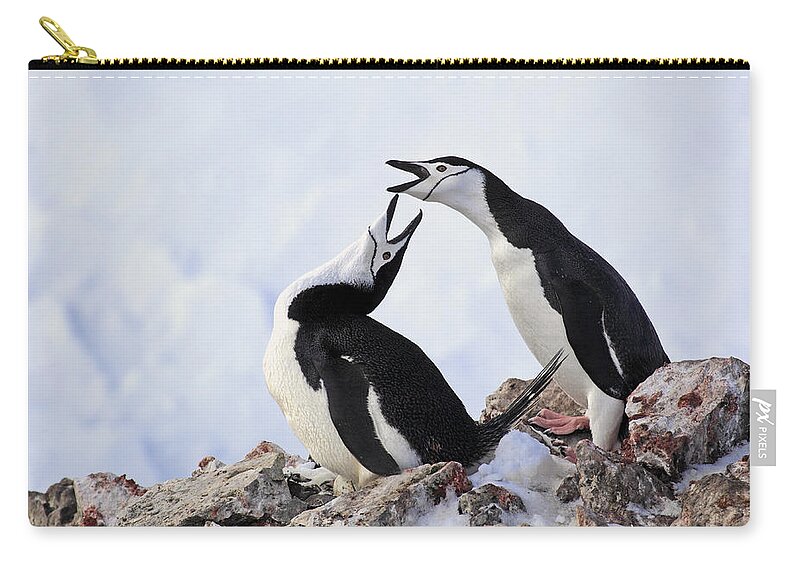 Flpa Zip Pouch featuring the photograph Chinstrap Penguins Courting Brown Bluff by Jurgen & Christine Sohns