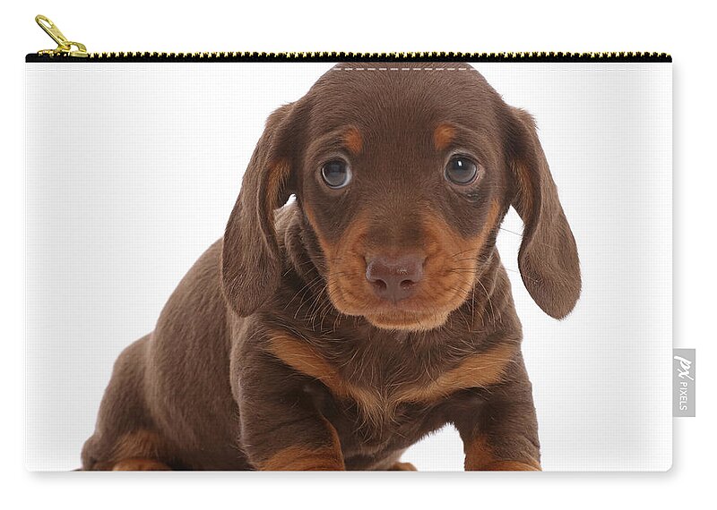 Dachshund Zip Pouch featuring the photograph Chocolate Dachshund Puppy by Mark Taylor