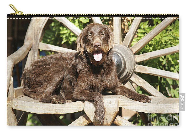 Labradoodle Zip Pouch featuring the photograph Chocolate Labradoodle On Wooden Chair by John Daniels