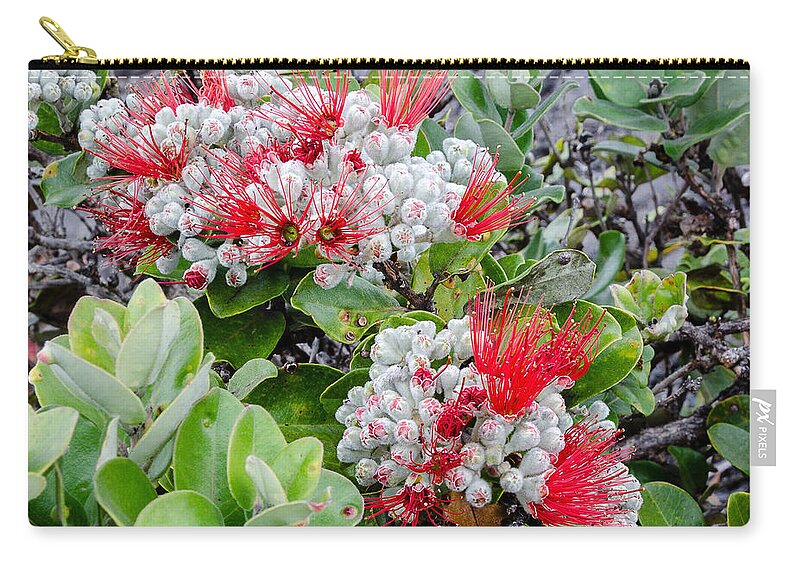 Red-green-white Zip Pouch featuring the photograph Christmas Berries by Georgette Grossman