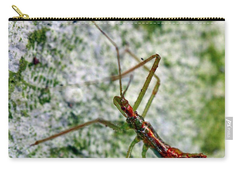 Insects Zip Pouch featuring the photograph Christmas Bug by Jennifer Robin