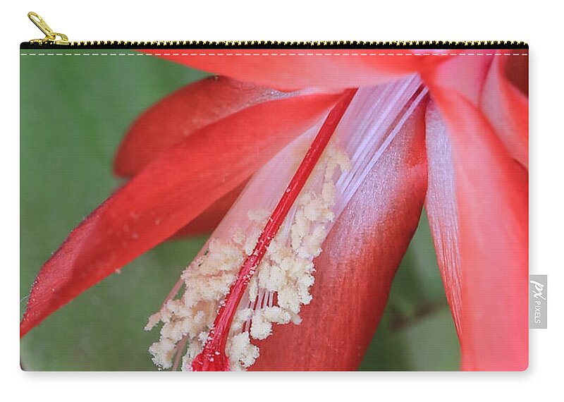 Christmas Cactus Zip Pouch featuring the photograph Christmas Cactus 3 by Carol Groenen