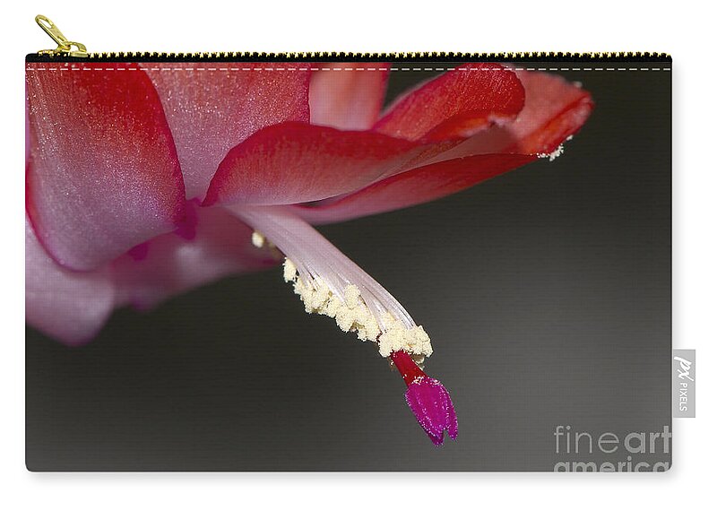 Christmas Cactus Zip Pouch featuring the photograph Christmas Cactus by Sharon Talson