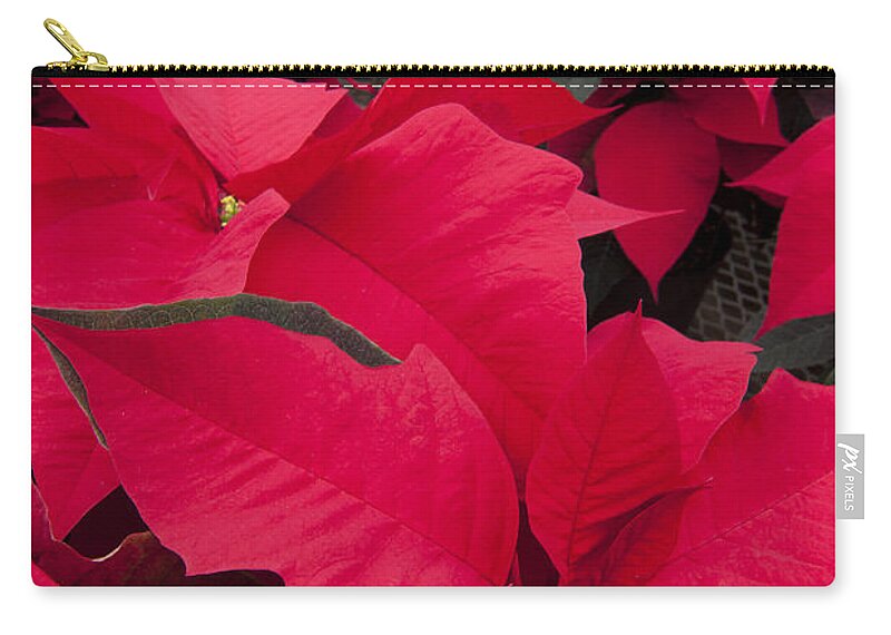 Poinsettia Zip Pouch featuring the photograph Christmas Flowers by Patty Colabuono