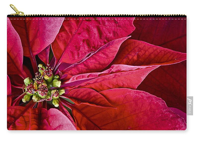 Bloom Zip Pouch featuring the photograph Christmas Petals by Christi Kraft