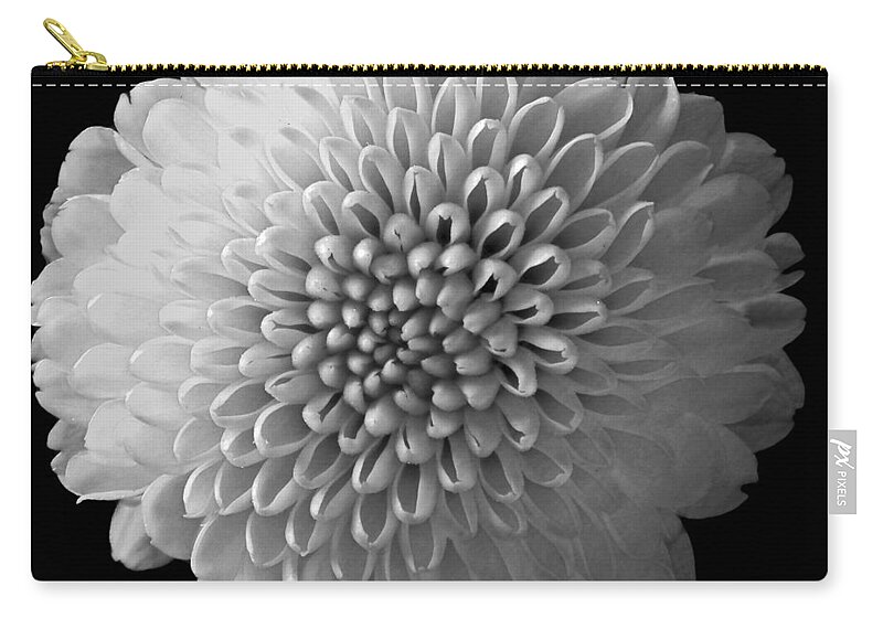 Flowers Zip Pouch featuring the photograph Chrysanthemum I Still Life Flowers Art Poster by Lily Malor
