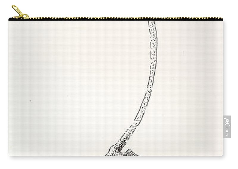 Black And White. Cissus Zip Pouch featuring the drawing Cissus Capensis by Eric Suchman