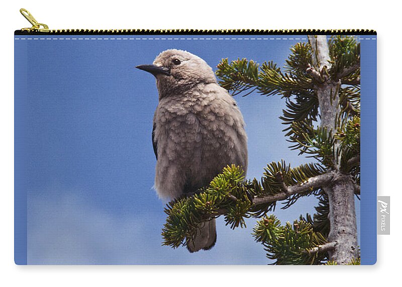 Animal Carry-all Pouch featuring the photograph Clark's Nutcracker in a Fir Tree by Jeff Goulden
