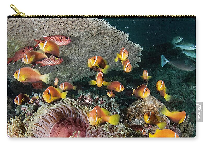 Underwater Zip Pouch featuring the photograph Clown Fish by By Wildestanimal