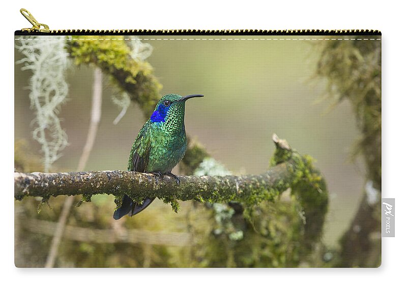 Festblues Zip Pouch featuring the photograph Colibri thalassinus... by Nina Stavlund