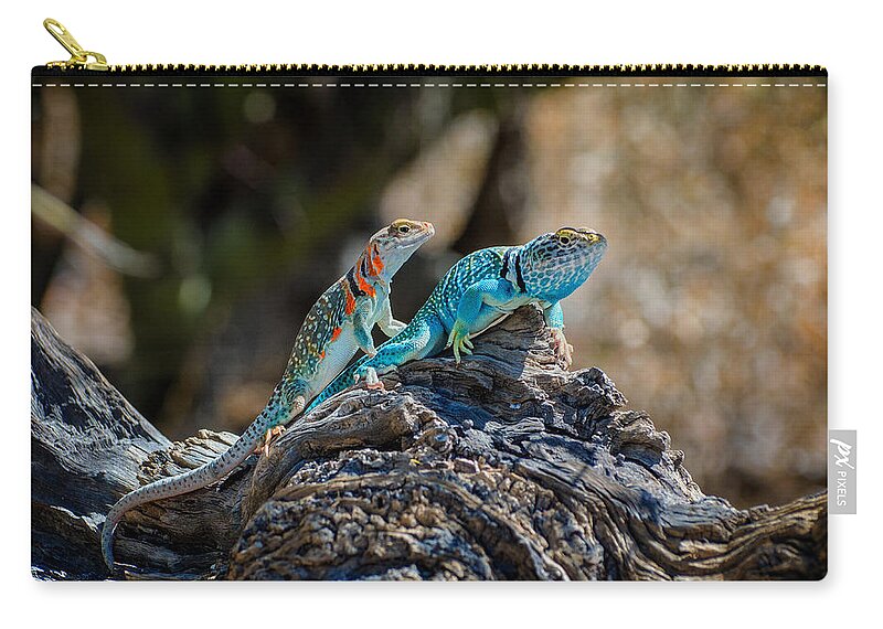 Lizard Zip Pouch featuring the photograph Collared Lizard Couple by Evelyn Harrison