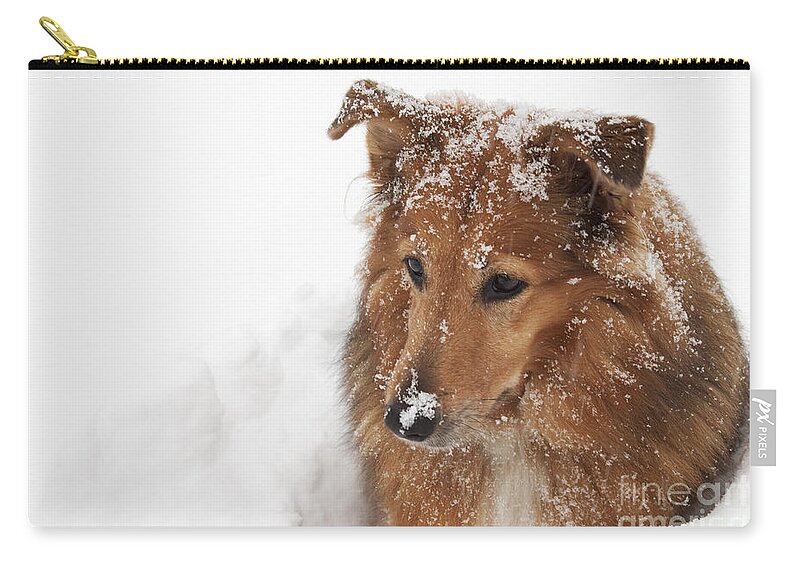 Collie Zip Pouch featuring the photograph Collie in the Snow by Jeannette Hunt