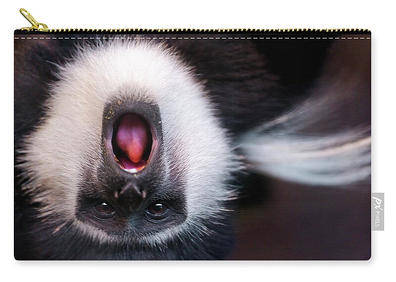 Animal Themes Zip Pouch featuring the photograph Colobus Monkey Upside Down by Picture By Tambako The Jaguar