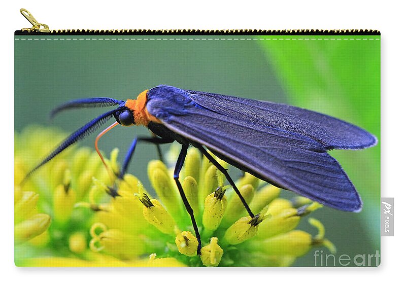 Bugs Zip Pouch featuring the photograph Color Me Blue by Geoff Crego