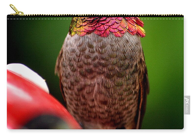 Hummingbird Zip Pouch featuring the photograph Colorful Male Anna Hummingbird On Perch by Jay Milo