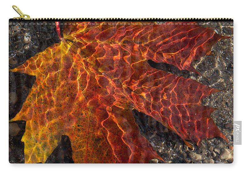 One Leaf Zip Pouch featuring the photograph Colors and Patterns - Charming Maple Leaf by Georgia Mizuleva