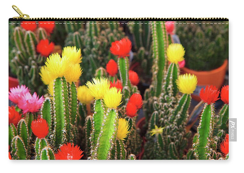 Large Group Of Objects Zip Pouch featuring the photograph Colourful Cactus In Bloom by Diane Labombarbe