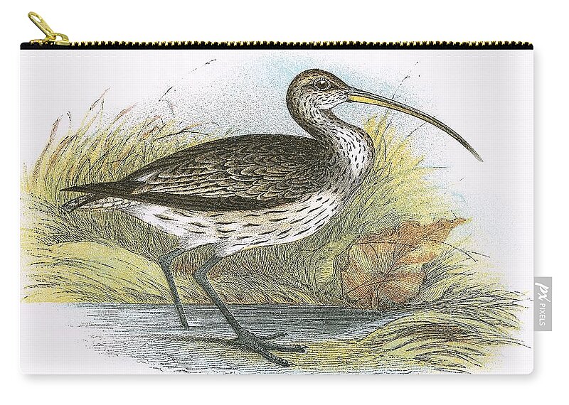 Curlew Zip Pouch featuring the painting Common Curlew by English School