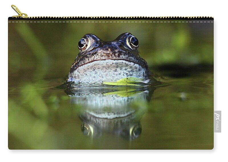 Animal Themes Zip Pouch featuring the photograph Common Frog In Pond by Iain Lawrie