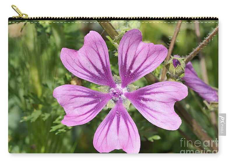Malva Sylvestris; Common Mallow; Blue; Purple; Flower; Wild; Plant; Spring; Springtime; Season; Nature; Natural; Natural Environment; Natural World; Flora; Bloom; Blooming; Blossom; Blossoming; Color; Colour; Colorful; Colourful; Earth; Environment; Ecological; Ecology; Country; Landscape; Countryside; Scenery; Macro; Close-up; Detail; Details; Esthetic; Esthetics; Artistic; Beautiful; Beauty; Flowers Zip Pouch featuring the photograph Common mallow flower by George Atsametakis