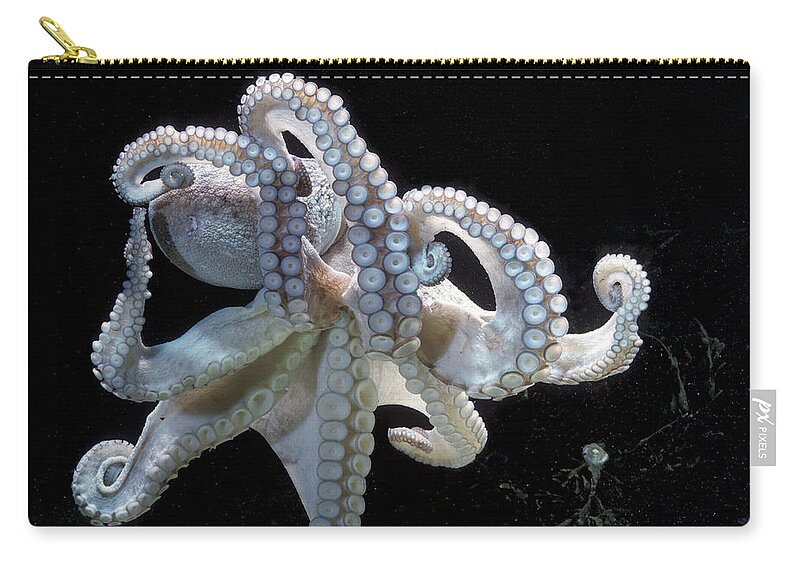 Common Octopus Carry-all Pouch featuring the photograph Common Octopus by Jean-Michel Labat