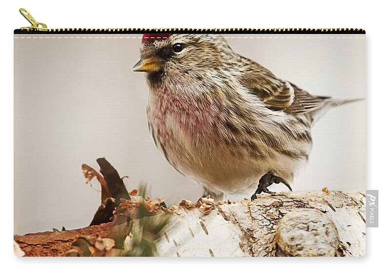Common Redpoll Zip Pouch featuring the photograph Common Redpoll by John Vose