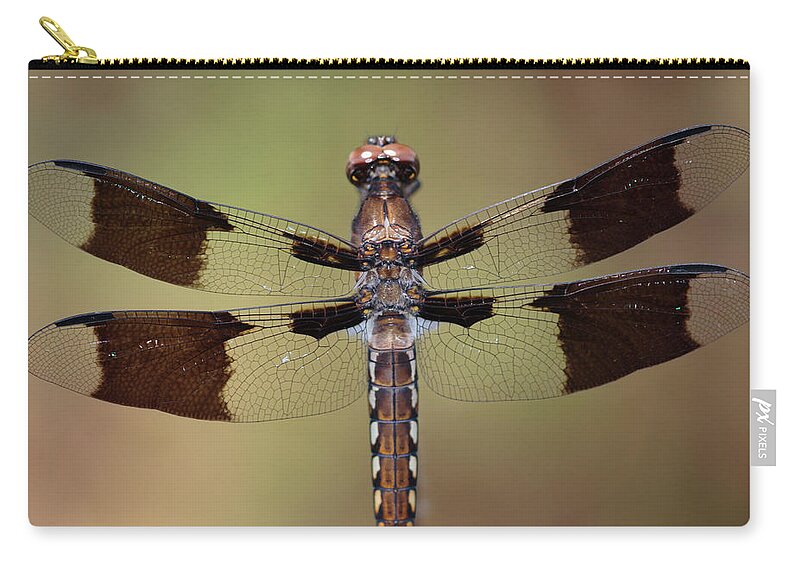 Common Whitetail Dragonfly Zip Pouch featuring the photograph Common Whitetail Dragonfly Perched On A Stem by Daniel Reed