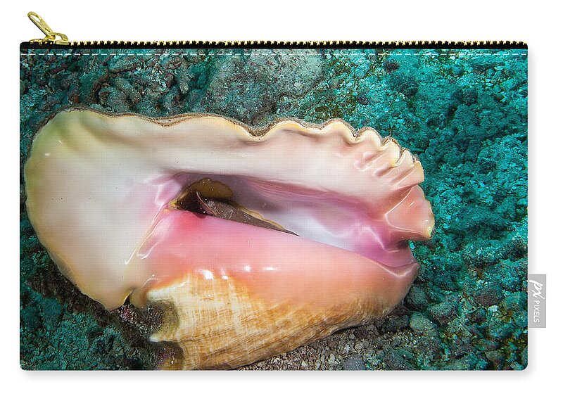 Belize Zip Pouch featuring the photograph Conch by Jean Noren