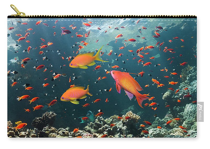 Underwater Zip Pouch featuring the photograph Coral Reef Scenery With Anthias by Georgette Douwma