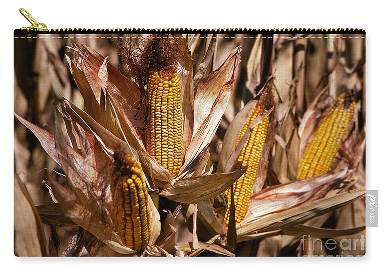 Corn Zip Pouch featuring the photograph Corn by Ron Sanford
