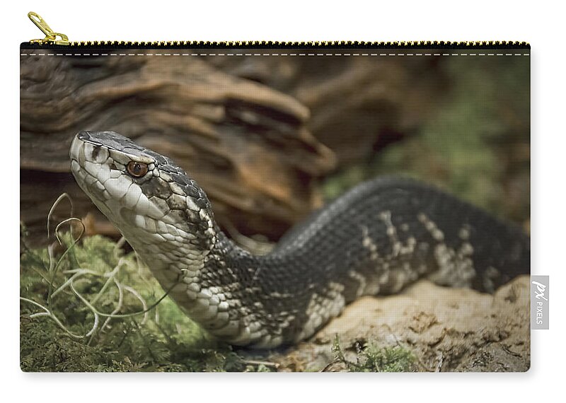 Florida Zip Pouch featuring the photograph Cottonmouth or Water Moccasin by Penny Lisowski