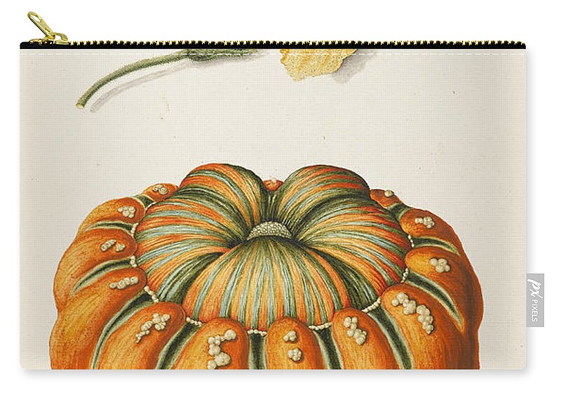 Botanical Zip Pouch featuring the drawing Courgette And A Pumpkin by Joseph Jacob Plenck