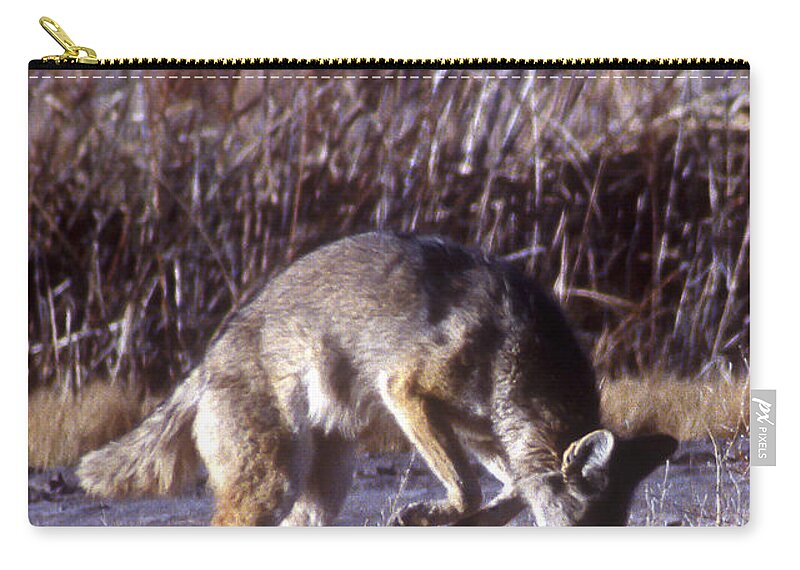 Bosque Zip Pouch featuring the photograph Coyote by Steven Ralser