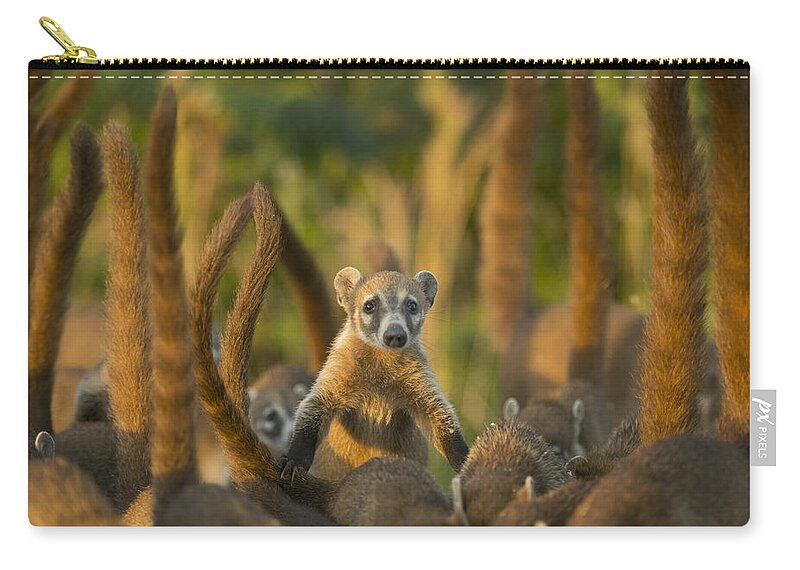 Kevin Schafer Zip Pouch featuring the photograph Cozumel Island Coati Cozumel Island by Kevin Schafer