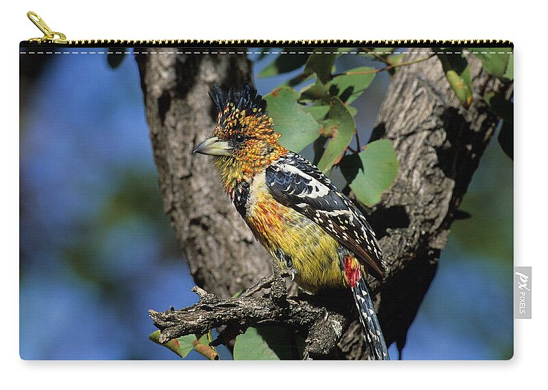 Animal Zip Pouch featuring the photograph Crested Barbet by Nigel Dennis