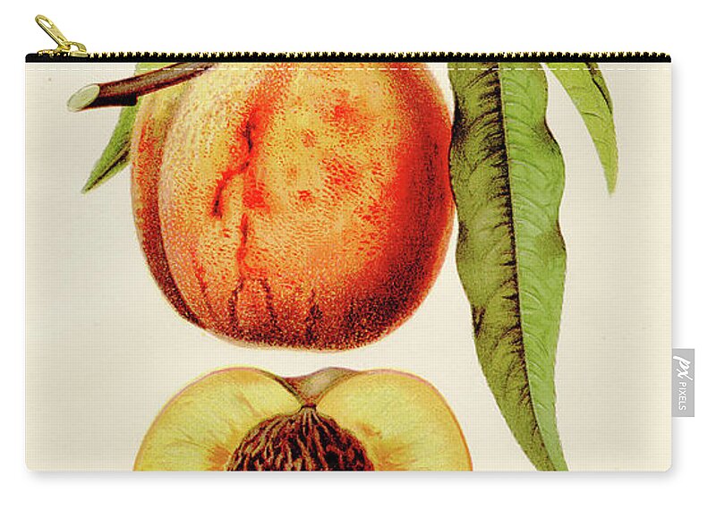 Engraving Zip Pouch featuring the digital art Crosby Peach Illustration 1891 by Thepalmer