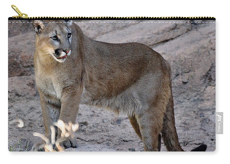 Cruz Zip Pouch featuring the photograph Cruz - Sonora Desert Mountain Lion by Mark Valentine