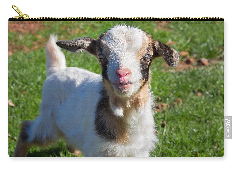 Cute Zip Pouch featuring the photograph Curious Baby Goat by Kathleen Bishop