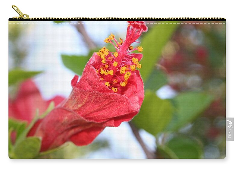 Hibiscus Zip Pouch featuring the photograph Curled Petals of A Red Hibiscus Bud by Taiche Acrylic Art