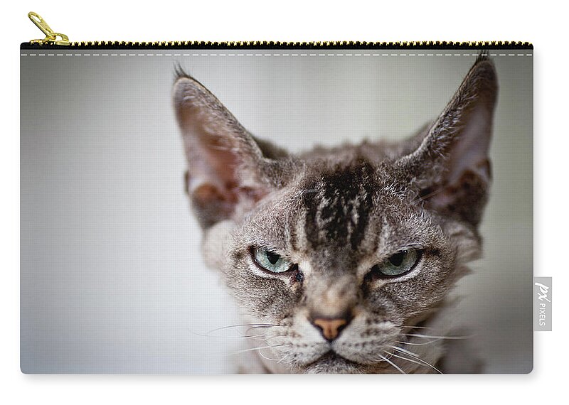 Pets Zip Pouch featuring the photograph Curmudgeon by Ben Akada