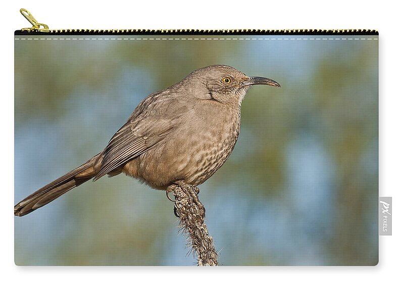 Animal Carry-all Pouch featuring the photograph Curve-Billed Thrasher by Jeff Goulden