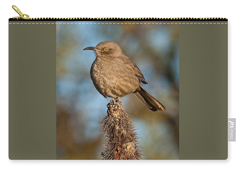 Animal Zip Pouch featuring the photograph Curve-Billed Thrasher on a Cactus by Jeff Goulden
