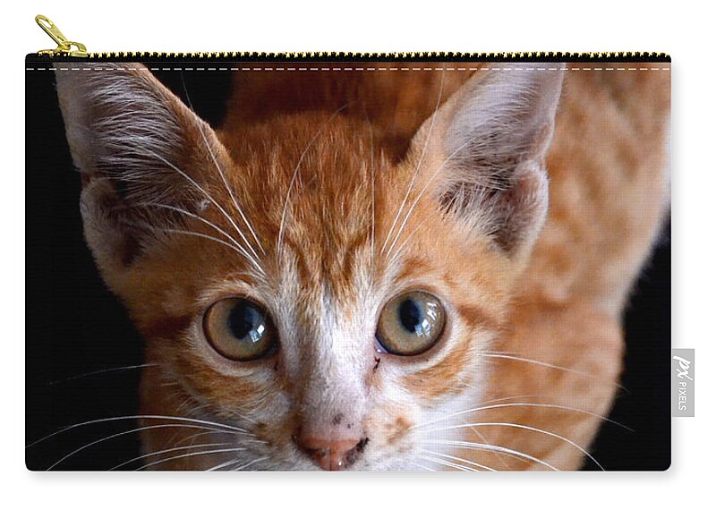 Kitten Zip Pouch featuring the photograph Cute Kitten by Jatin Thakkar
