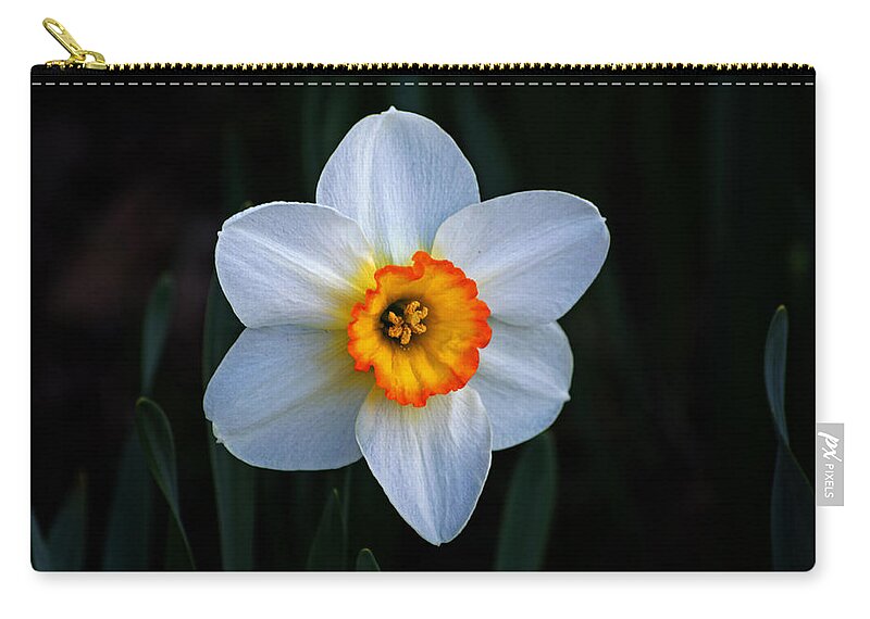 Daffodil Zip Pouch featuring the photograph Daffodil in Riverside Park by Bill Swartwout