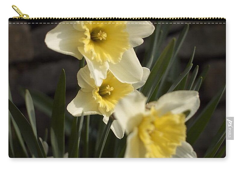 Daffodils Zip Pouch featuring the photograph Daffs by Steve Ondrus