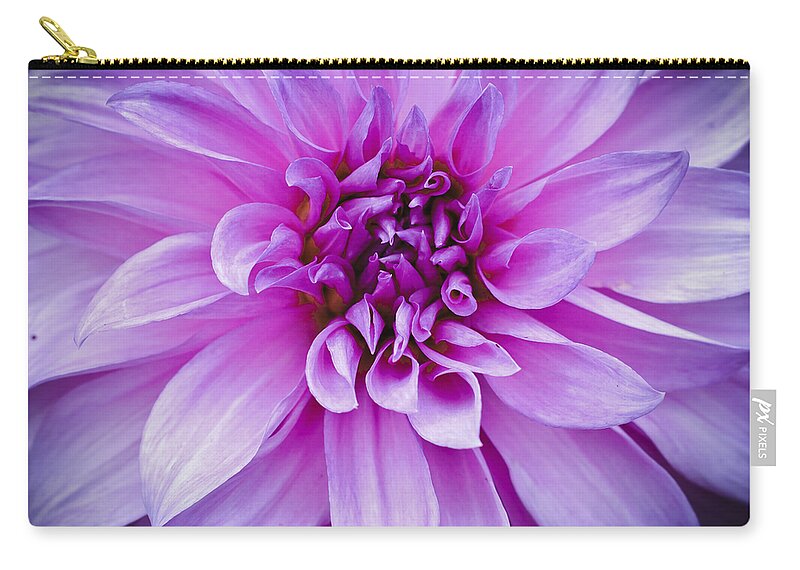 Asteraceae Carry-all Pouch featuring the photograph Dahlia Dahling by Christi Kraft