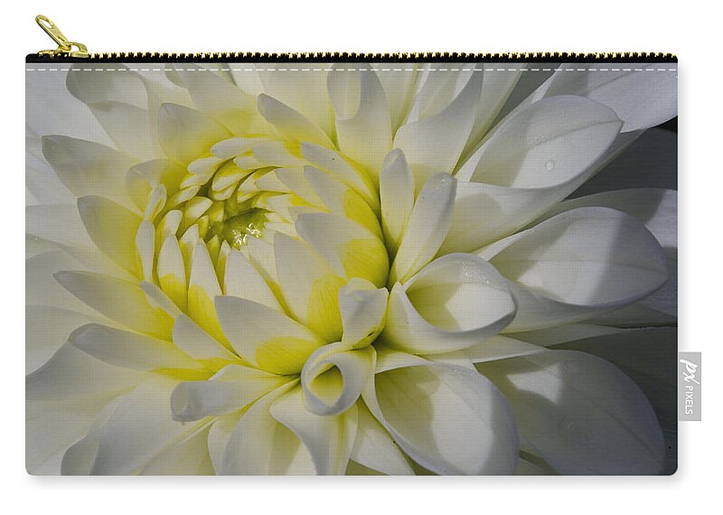 Dahlia Zip Pouch featuring the photograph Dahlia Glow by Kathy Paynter