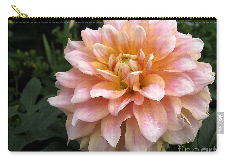 Mccombie Zip Pouch featuring the photograph Dahlia named Seattle by J McCombie