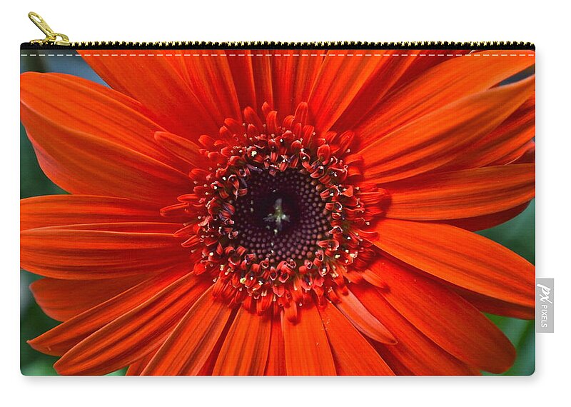 Daisy Zip Pouch featuring the photograph Daisy In Full Bloom by Frozen in Time Fine Art Photography