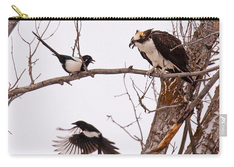 Osprey Zip Pouch featuring the photograph Defending Dinner by Kevin Dietrich